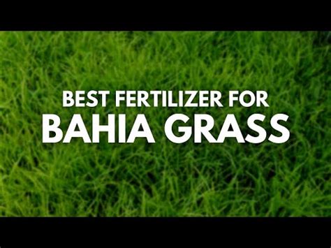 bahia grass fertilizer