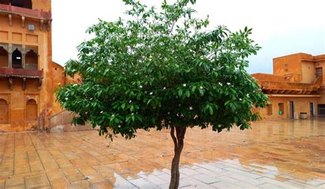 bakul tree