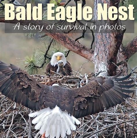 bald eagle nest a story of survival in photos Reader