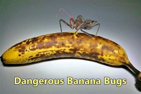 banana bugs