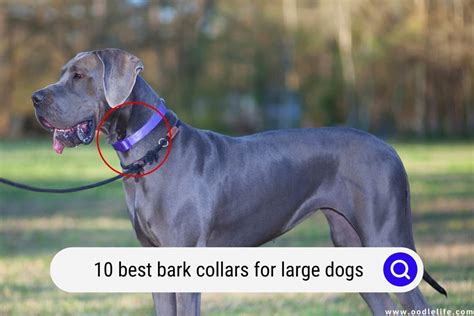 bark collars for big dogs