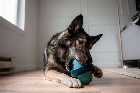 bark toys