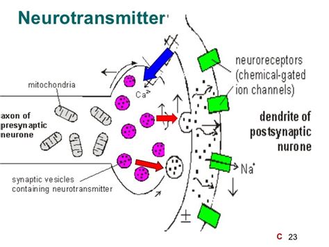 basic neurochemistry basic neurochemistry Doc