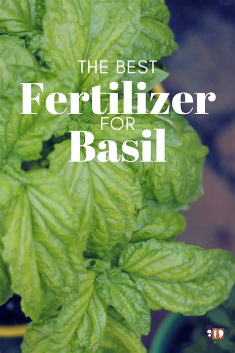 basil fertilizer