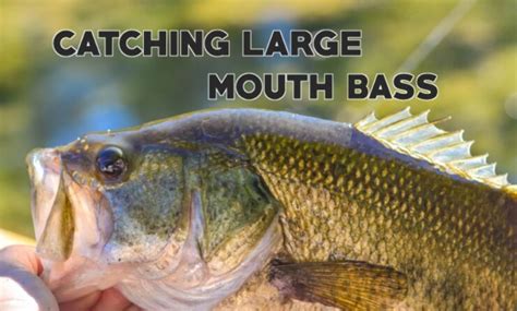 bass fishing tricks catching largemouth Kindle Editon