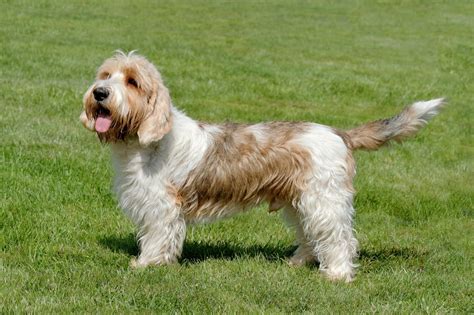 basset griffon vendeen petit puppies