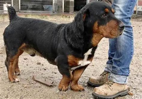 basset hound rottweiler mix