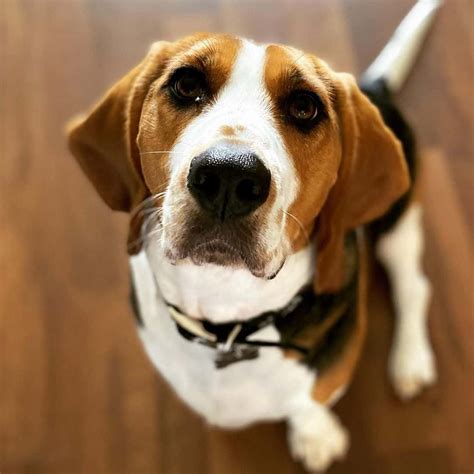 basset or beagle