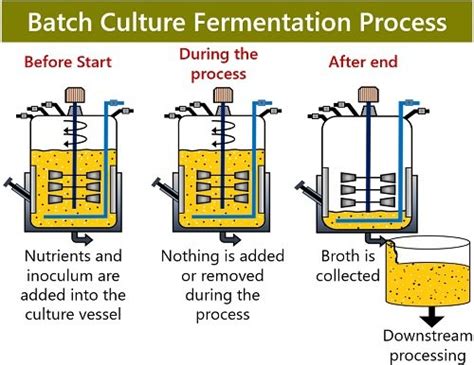 batch fermentation batch fermentation Epub
