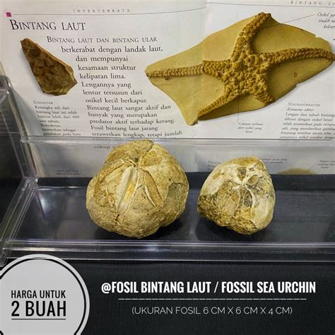 batu fosil bintang laut Kindle Editon