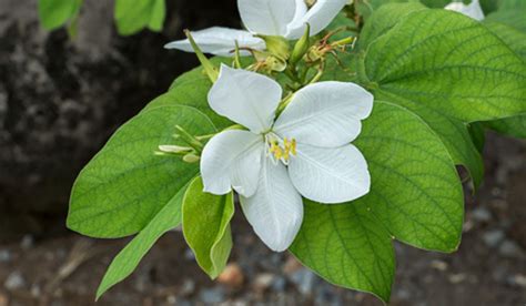 bauhinia acuminata