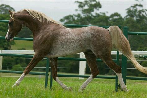 bay roan arabian horse