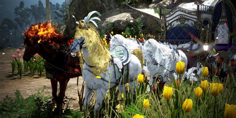 bdo dream horses