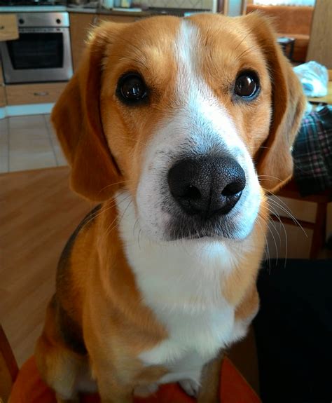 beagle and golden mix