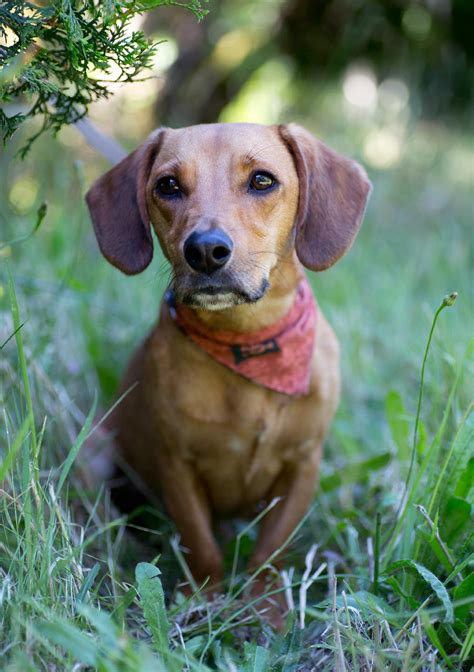 beagle doxie mix