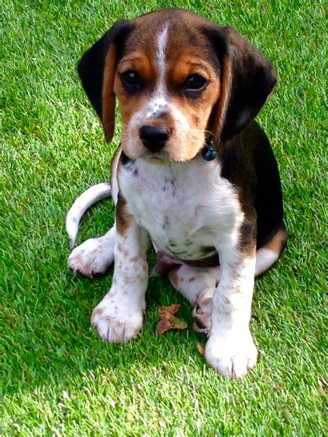 beagle king charles mix