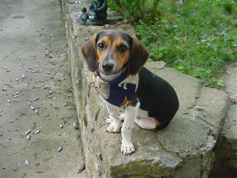 beagle mix with wiener dog