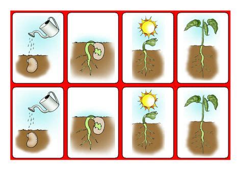 bean plant sequence cards Ebook Epub