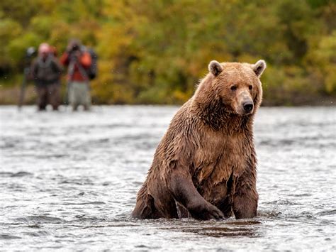 bear viewing in alaska expert techniques for a great adventure PDF