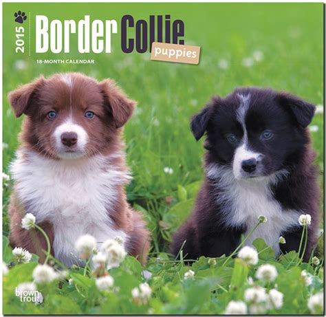 bearded collies 2015 square 12x12 multilingual edition Reader