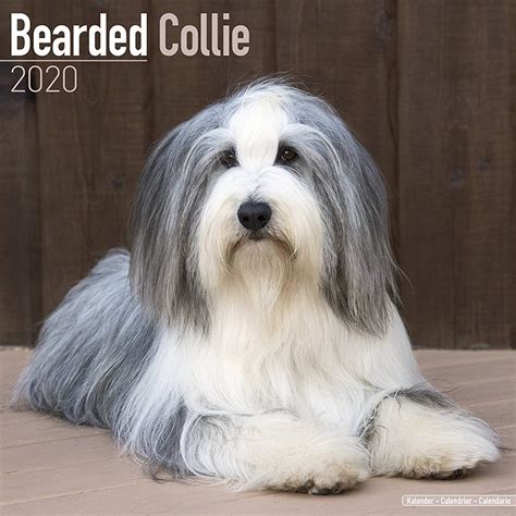 bearded collies calendar multilingual edition Epub