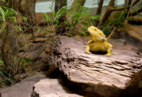 bearded dragon basking platform