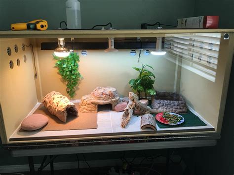 bearded dragon enclosure