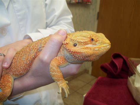 bearded dragon large