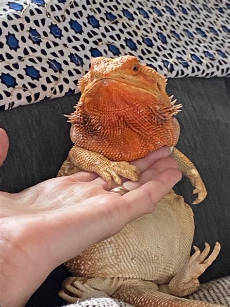 bearded dragon success with a reptile pet Kindle Editon