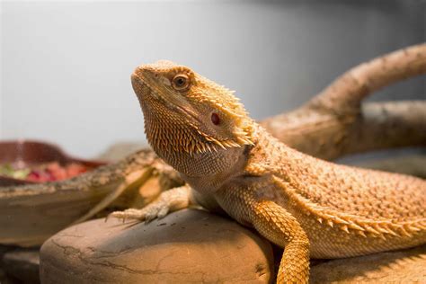 bearded dragon success with a reptile pet Kindle Editon