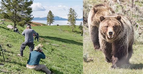 bears in yellowstone how to find view and photograph yellowstones bears limited edition Reader