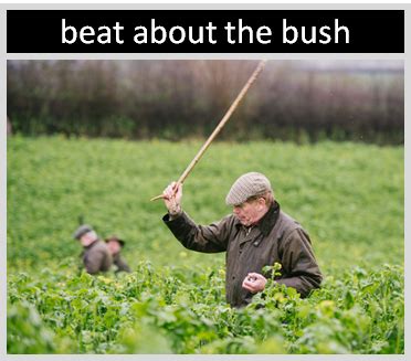 beating the bushes