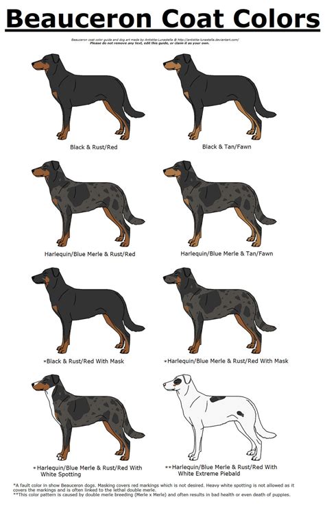 beauceron colors