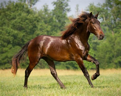 beautiful brown horse