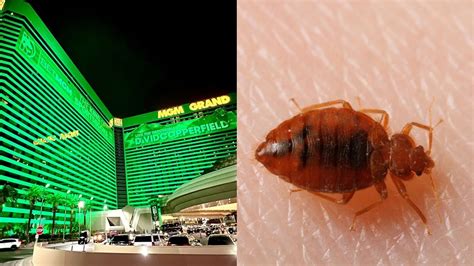 bed bugs las vegas hotels