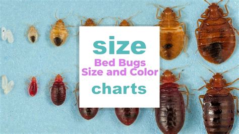 Bed Bugs Size Chart