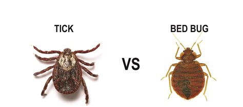 bed bugs vs ticks