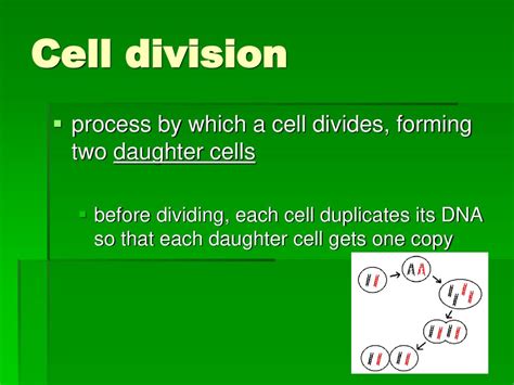 before a cell divides it duplicates its _______________.