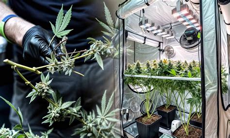beginners guide to growing marijuana Reader