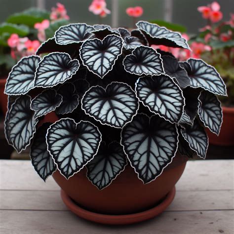 begonia fertilizer