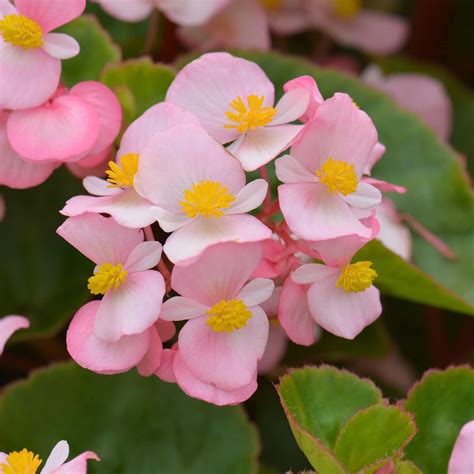 begonia roxa