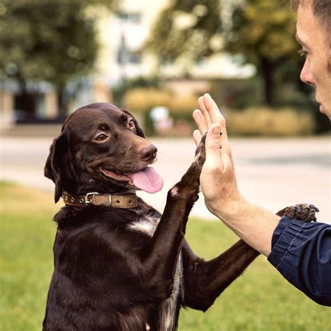 behavior training for dogs