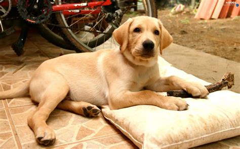 beige dog