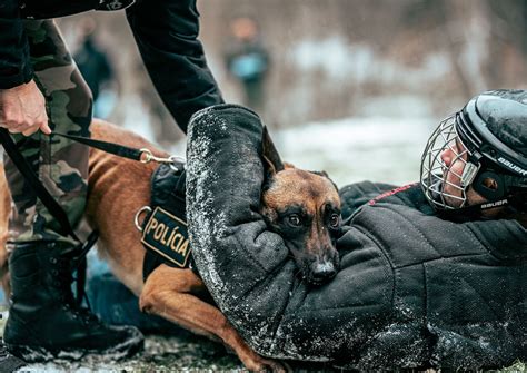 belgian malinois bite force