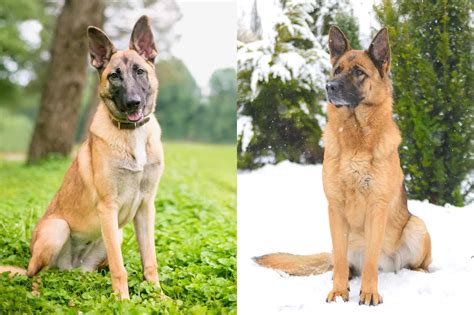 belgian malinois german shepherd mix