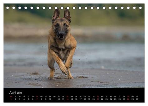 belgischer sch ferhund tischkalender malinois freunde monatskalender Epub