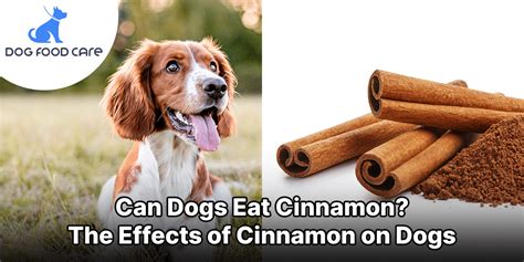 benefits of cinnamon for dogs