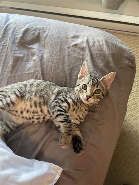 bengal mix with tabby