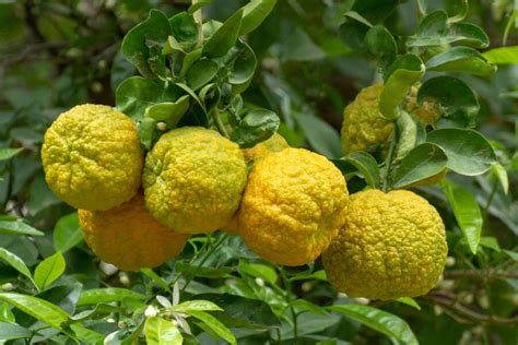 bergamot fruit