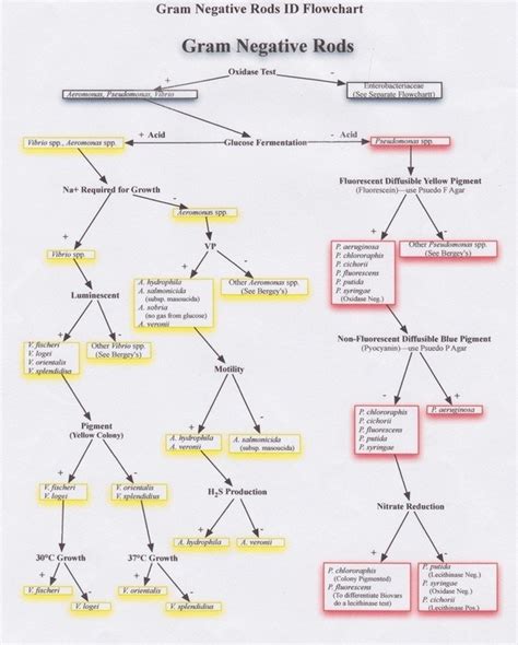 bergey manual of determinative bacteriology flowchart PDF